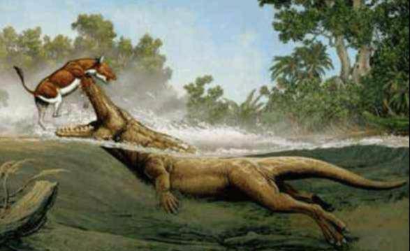 怪异恐龙目录,揭秘史前奇兽的神秘世界